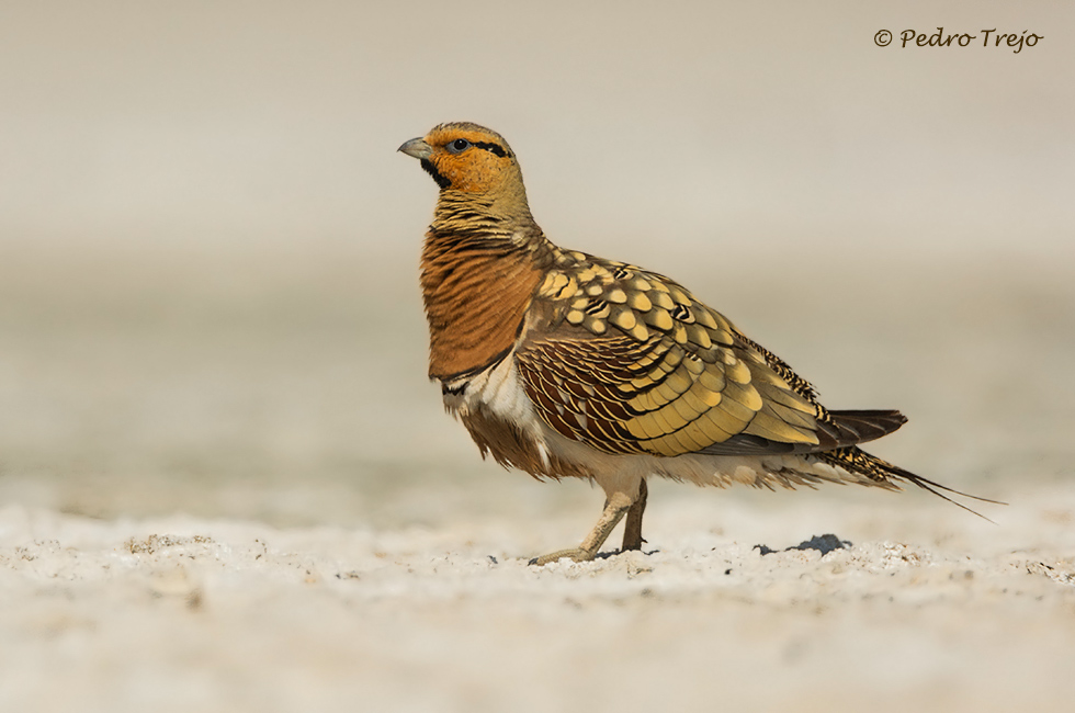 Ganga ibérica (Pterocles alchata)